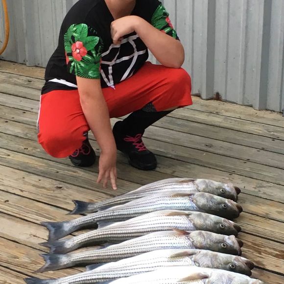 Meet your Posher, Steven - Picture 1 of 1